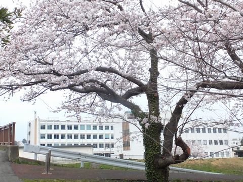 130405合庁と桜