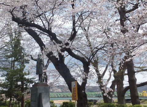 130410桜・河野広中