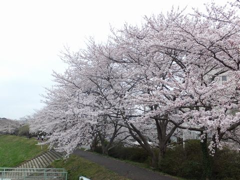 130405合庁前新川沿い