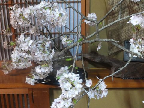 130407ととさん店内桜