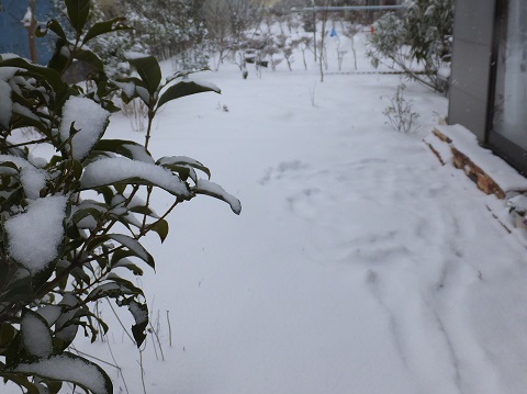 140208雪・家の庭