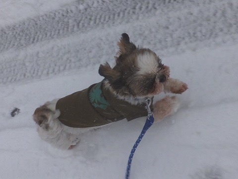 140208雪