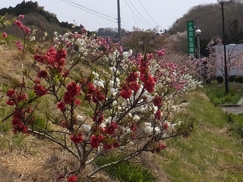 140417ハナモモと病院