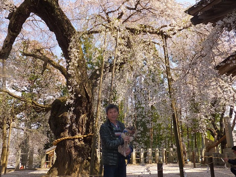 140412諏訪神社・しだれ桜