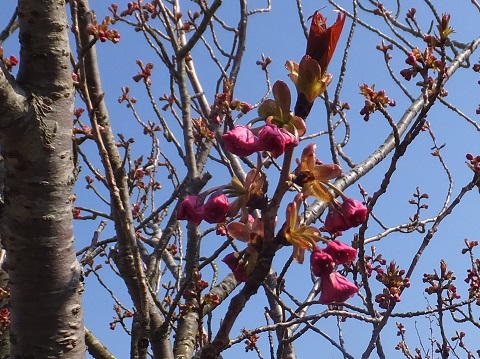 140415間もなく開花