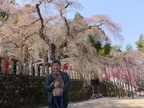 140412小川・しだれ桜