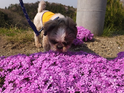 140416芝桜