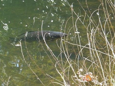 140414いわき公園・池の鯉