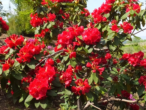 140504高野花見山