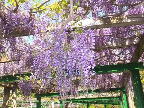 140504高野花見山フジ