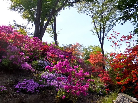 140504高野花見山ツツジ