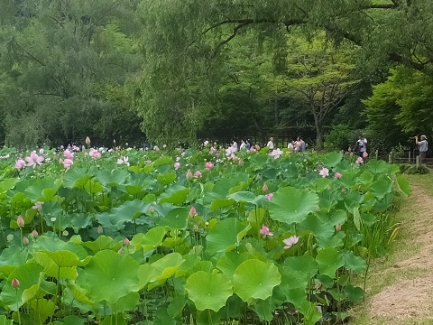 140716阿弥陀堂・ハス