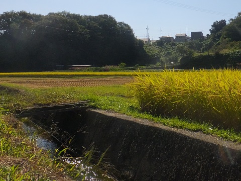 140921田んぼ