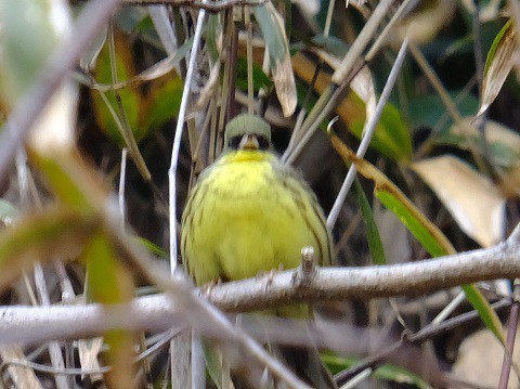 150315散歩中の鳥