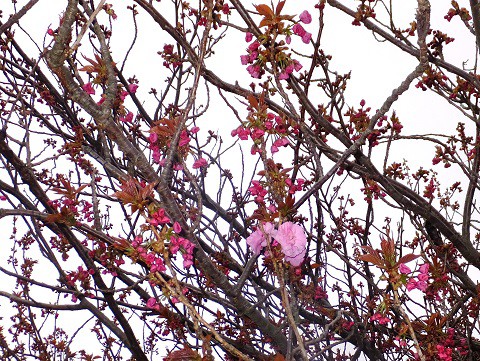150419八重桜