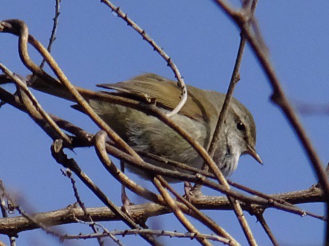 150409いわき公園ウグイス