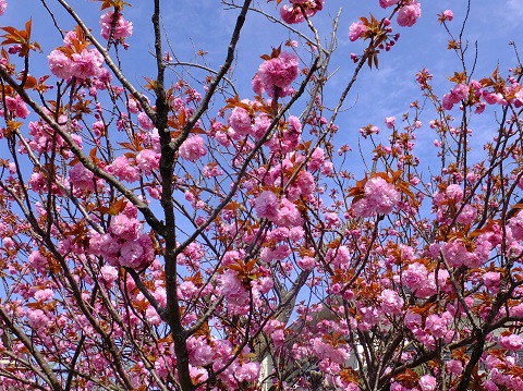150422八重桜八分咲き