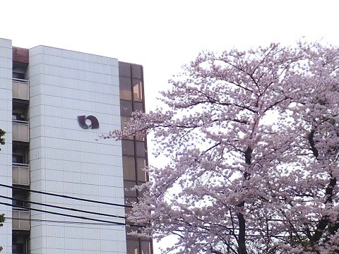 150405市役所桜