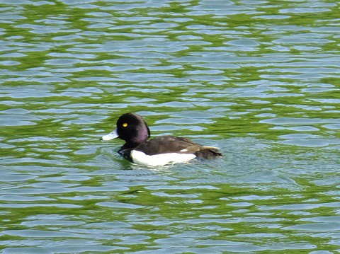 150506いわき公園池のカモ