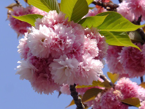 150502八重桜