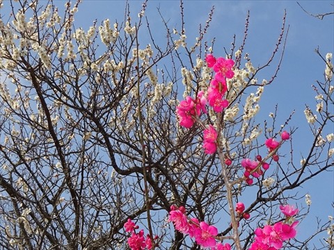 160306いわき公園・遊歩道6・梅_R