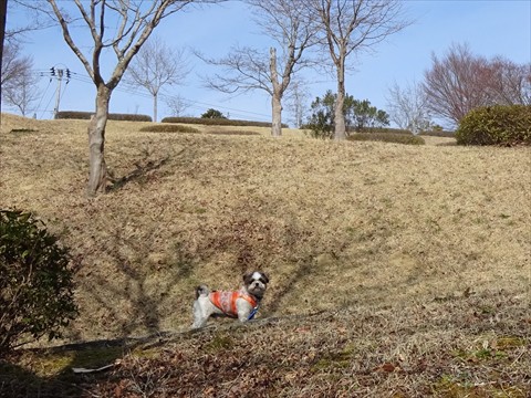 160306いわき公園・もみじの坂_R