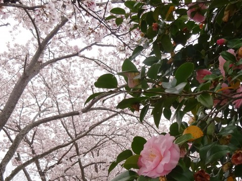 160413郷小ピンクツバキ・桜