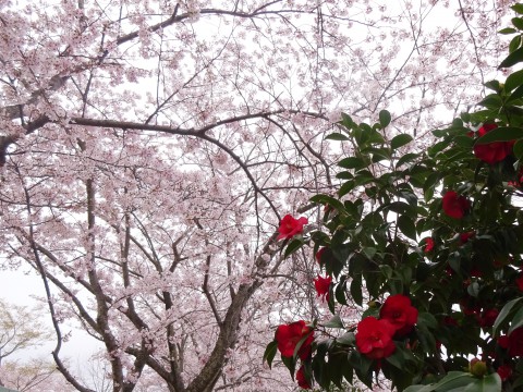 160413郷小赤ツバキ・桜