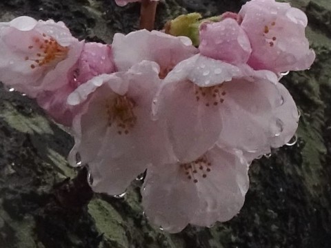 160404郷小桜
