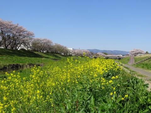 160412新川・桜と菜の花